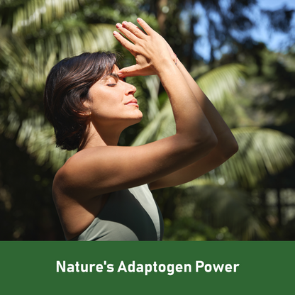 KSM-66 Ashwagandha with L-Theanine, Moringa, Organic Mushrooms & Ginseng