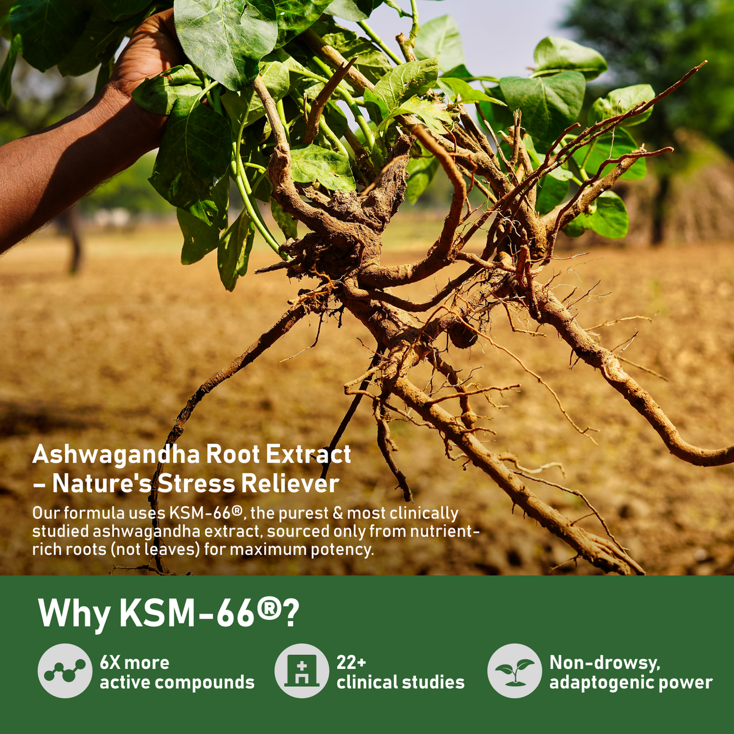 KSM-66 Ashwagandha with L-Theanine, Moringa, Organic Mushrooms & Ginseng