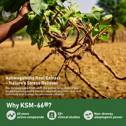KSM-66 Ashwagandha with L-Theanine, Moringa, Organic Mushrooms & Ginseng